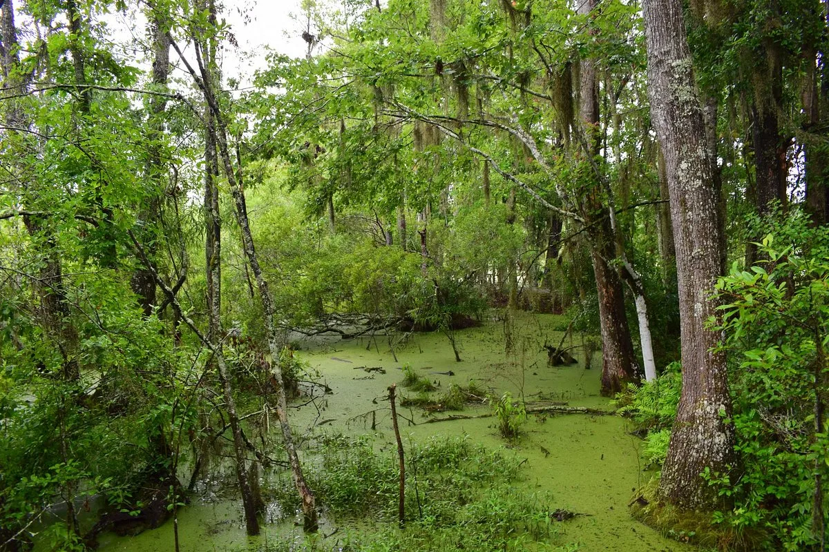 Swamp Pictures