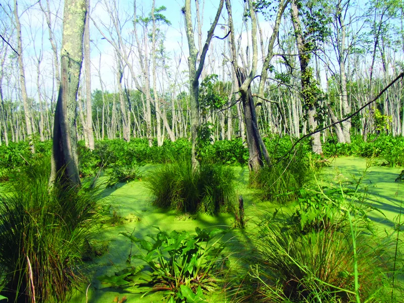 Swamps Natureworks