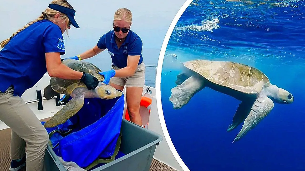 Tartaruga Oliva Resgatada Volta Ao Mar Após 7 Meses De Cuidados Na Califórnia