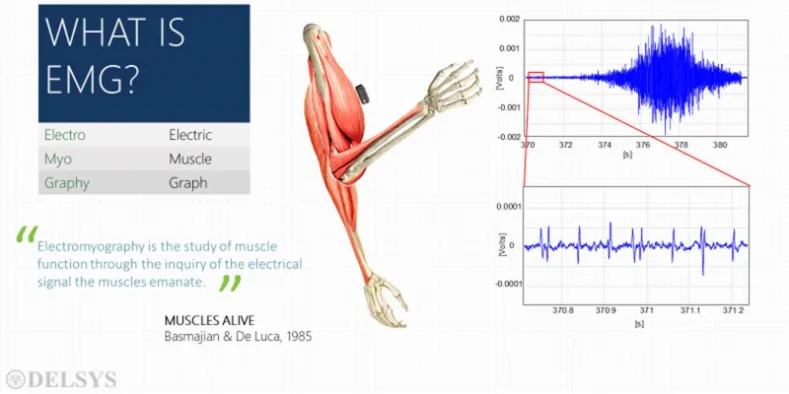 Teaching Resources For An Introduction To Electromyography Emg Delsys Europe