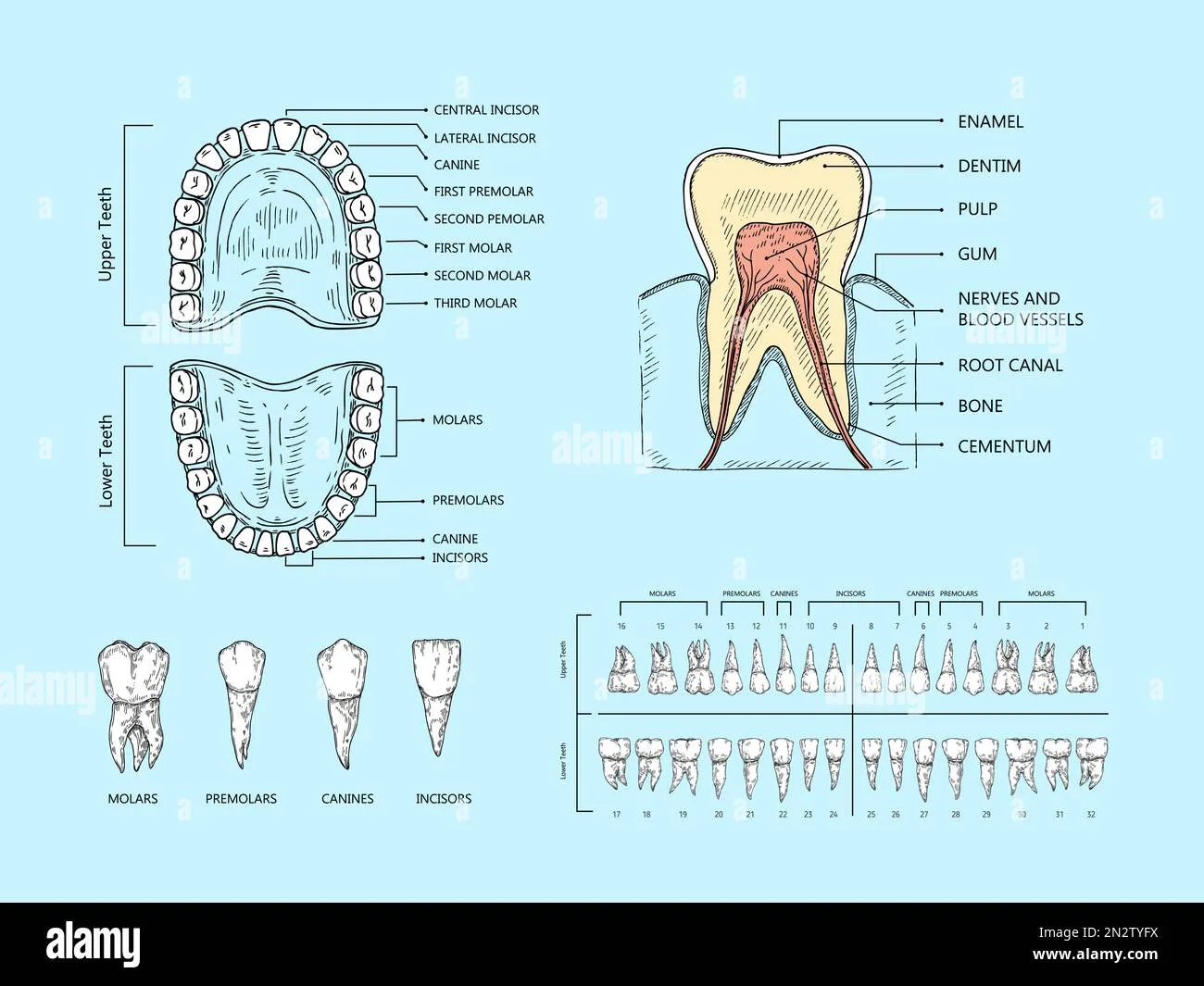 Teeth Anatomy Scheme Tooth Structure Infographic Orthodontic Human Teeth Loss Diagram And