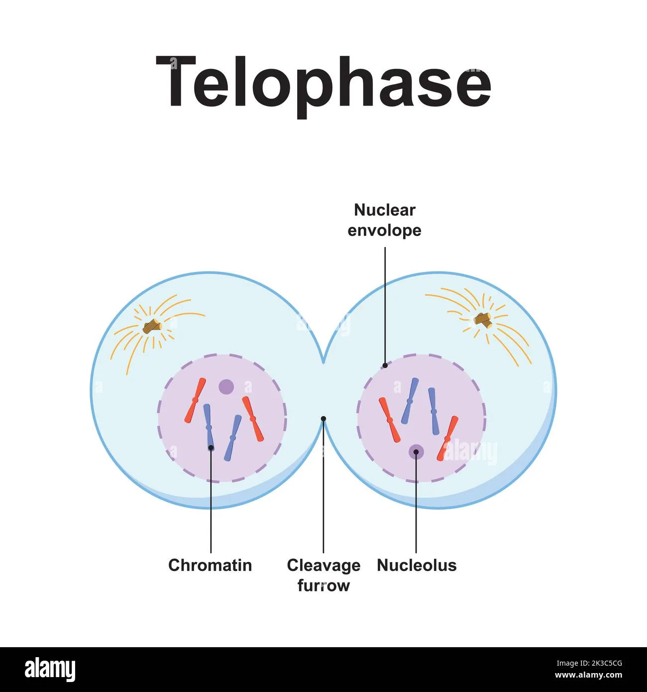 Telophase 2 Diagram