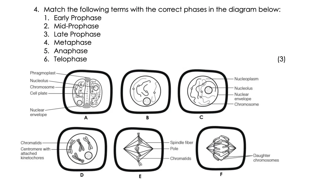 Telophase 2 Diagram