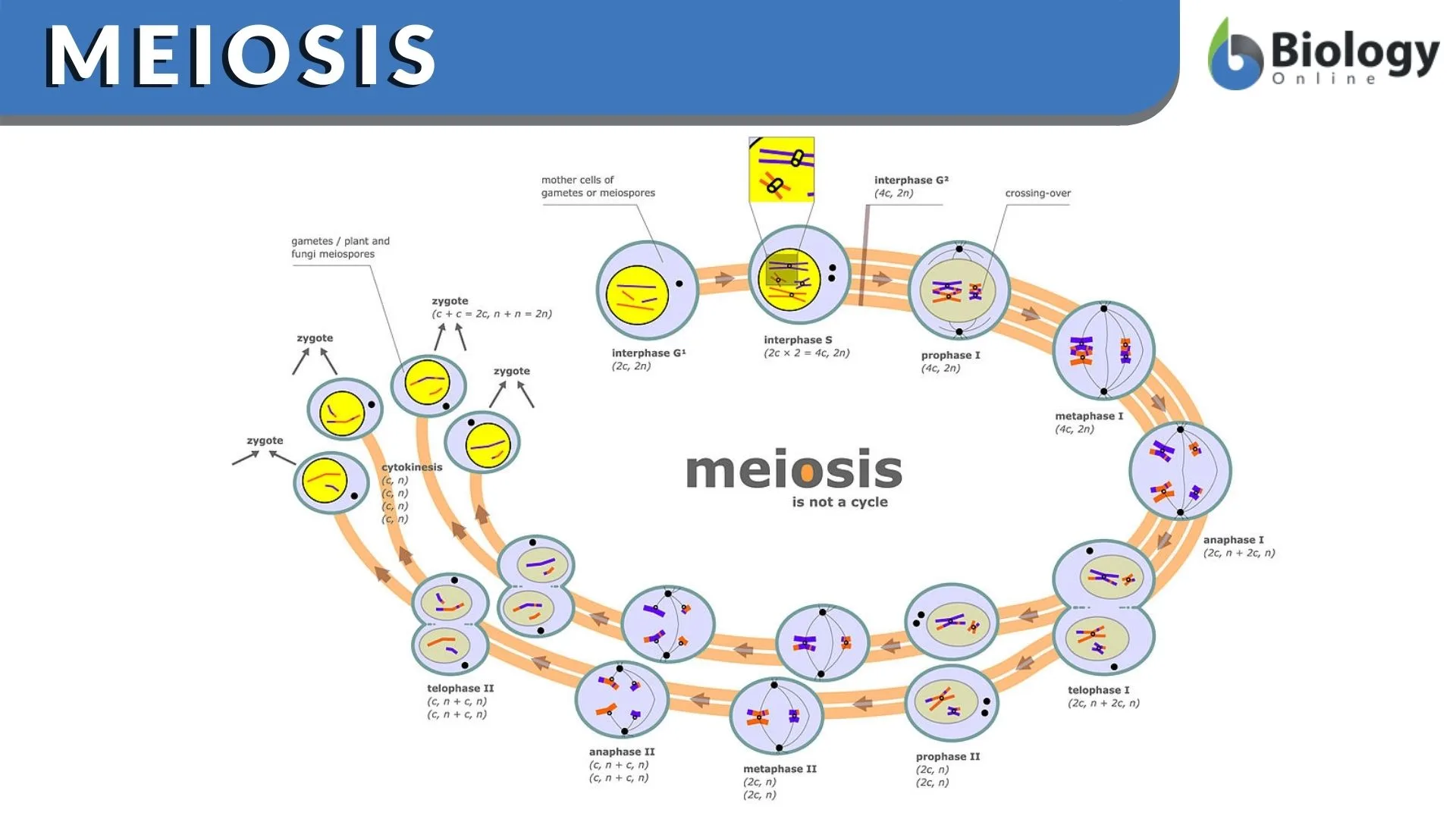 Telophase 2 Diagram