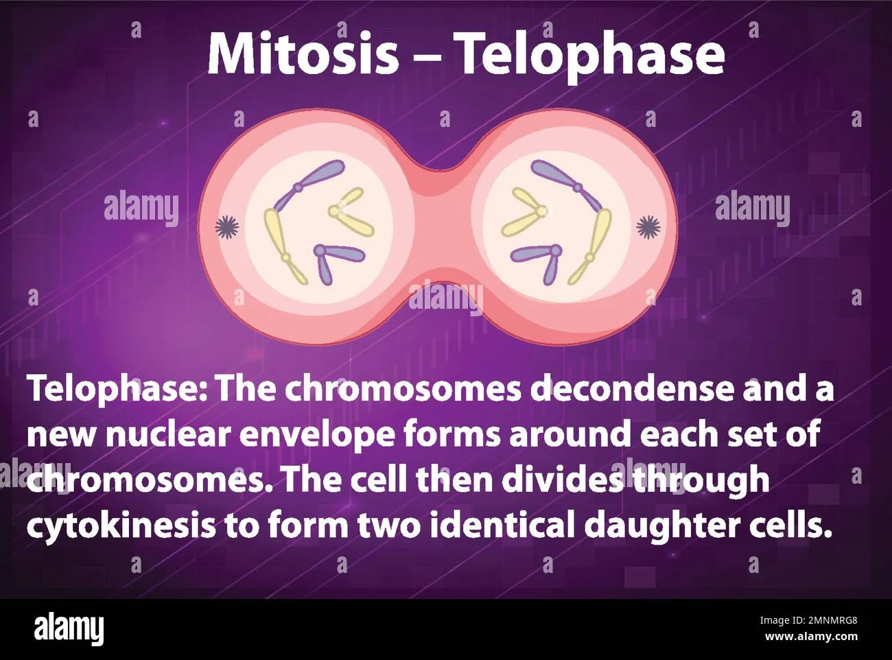 Telophase 2 Diagram