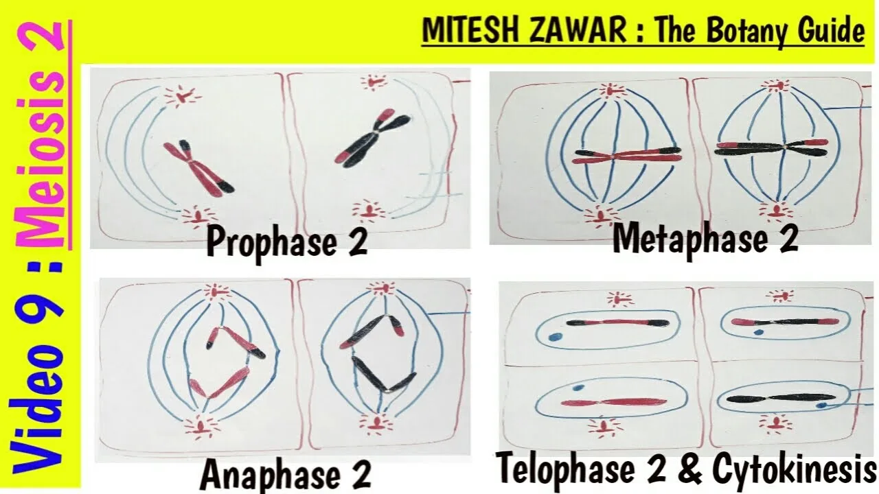Telophase 2 Diagram
