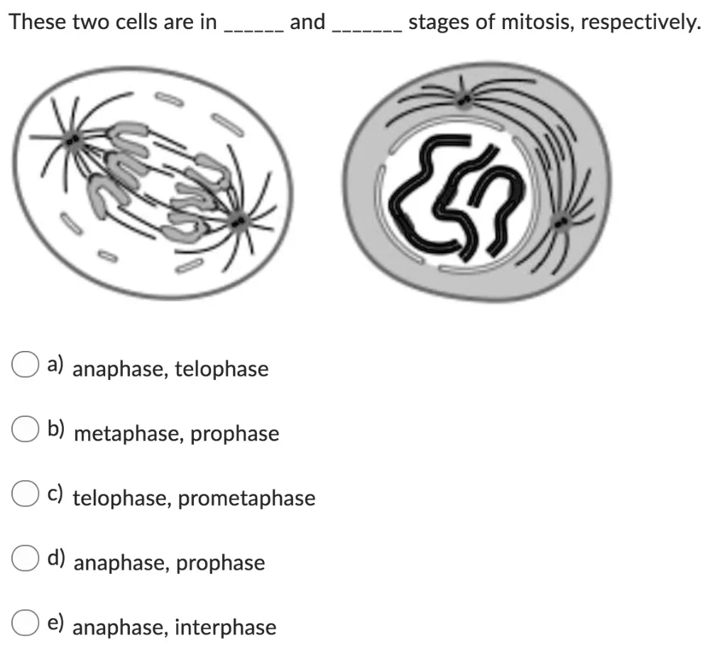 Telophase Diagram