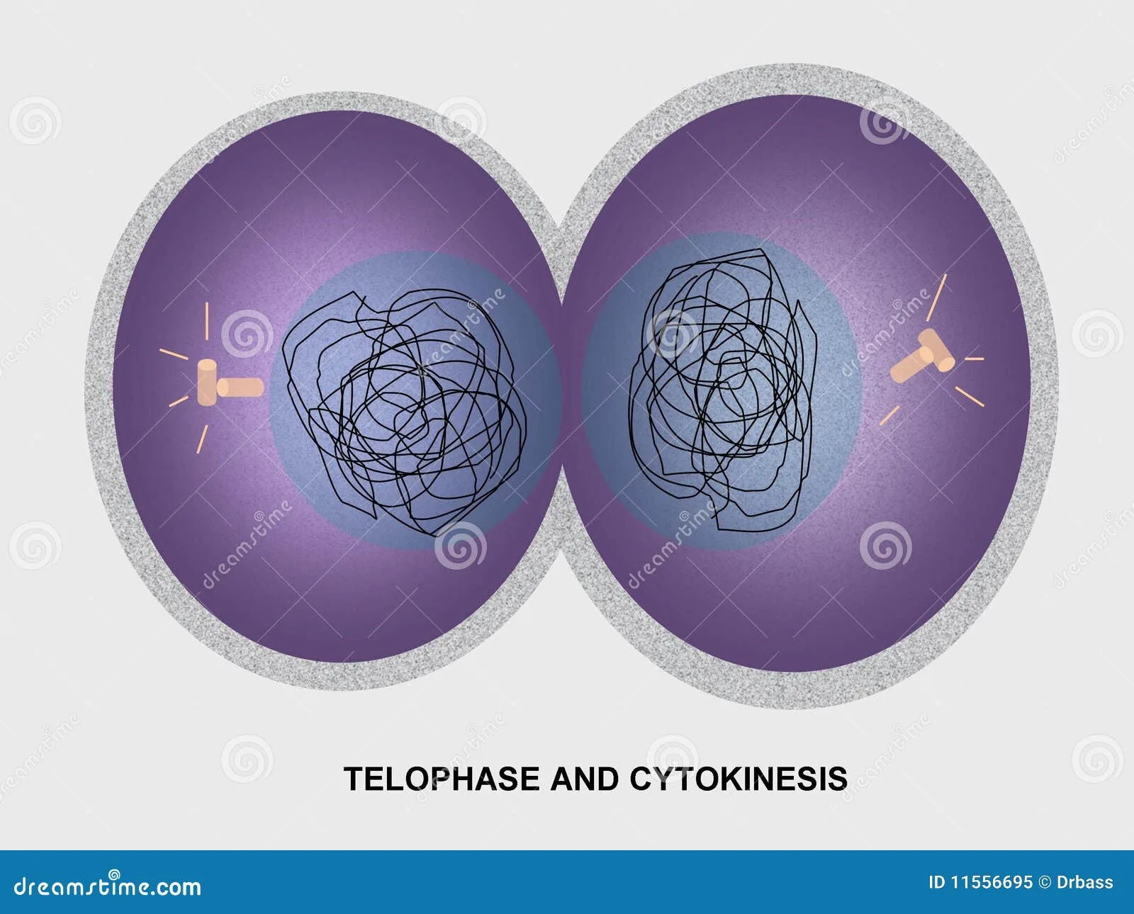 Telophase I