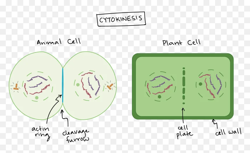 Telophase I