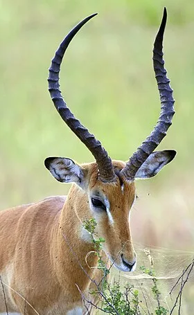 Template Potd 2014 12 20 Wikipedia