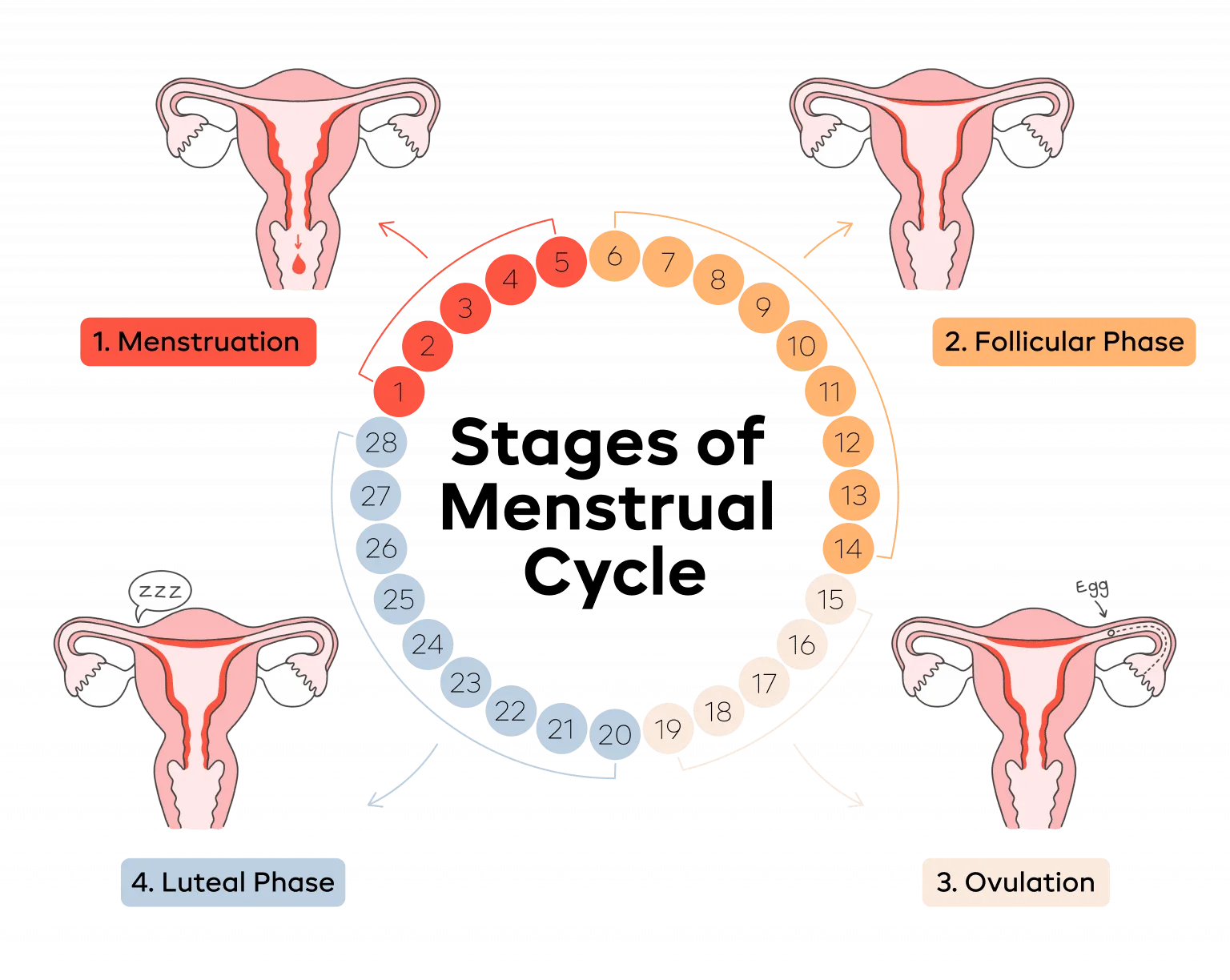 The 4 Stages Of The Menstrual Cycle Aunt Flow