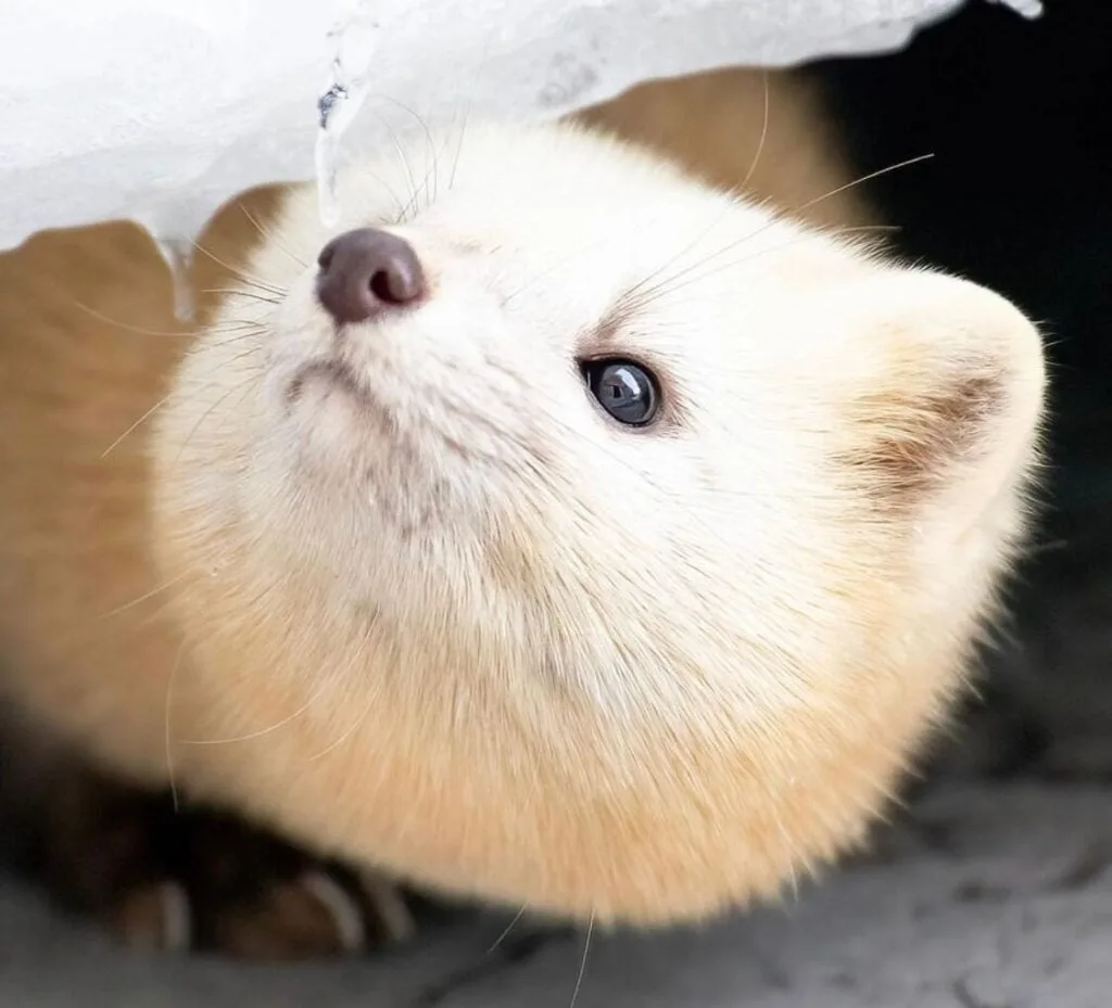 The Adorable Charm Of Japanese Sables Found In Hokkaido Dear Japanese