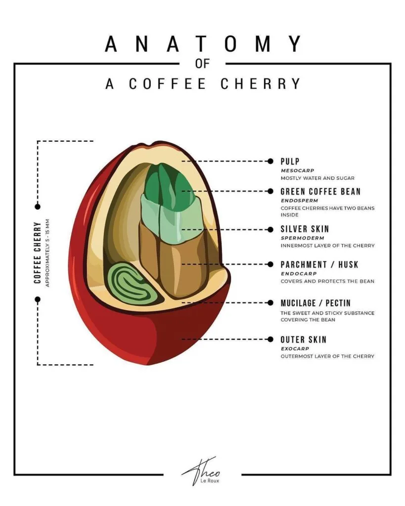 The Anatomy Of A Coffee Bean Exploring The Inner Workings Of Your Favorite Brew Cafebrew