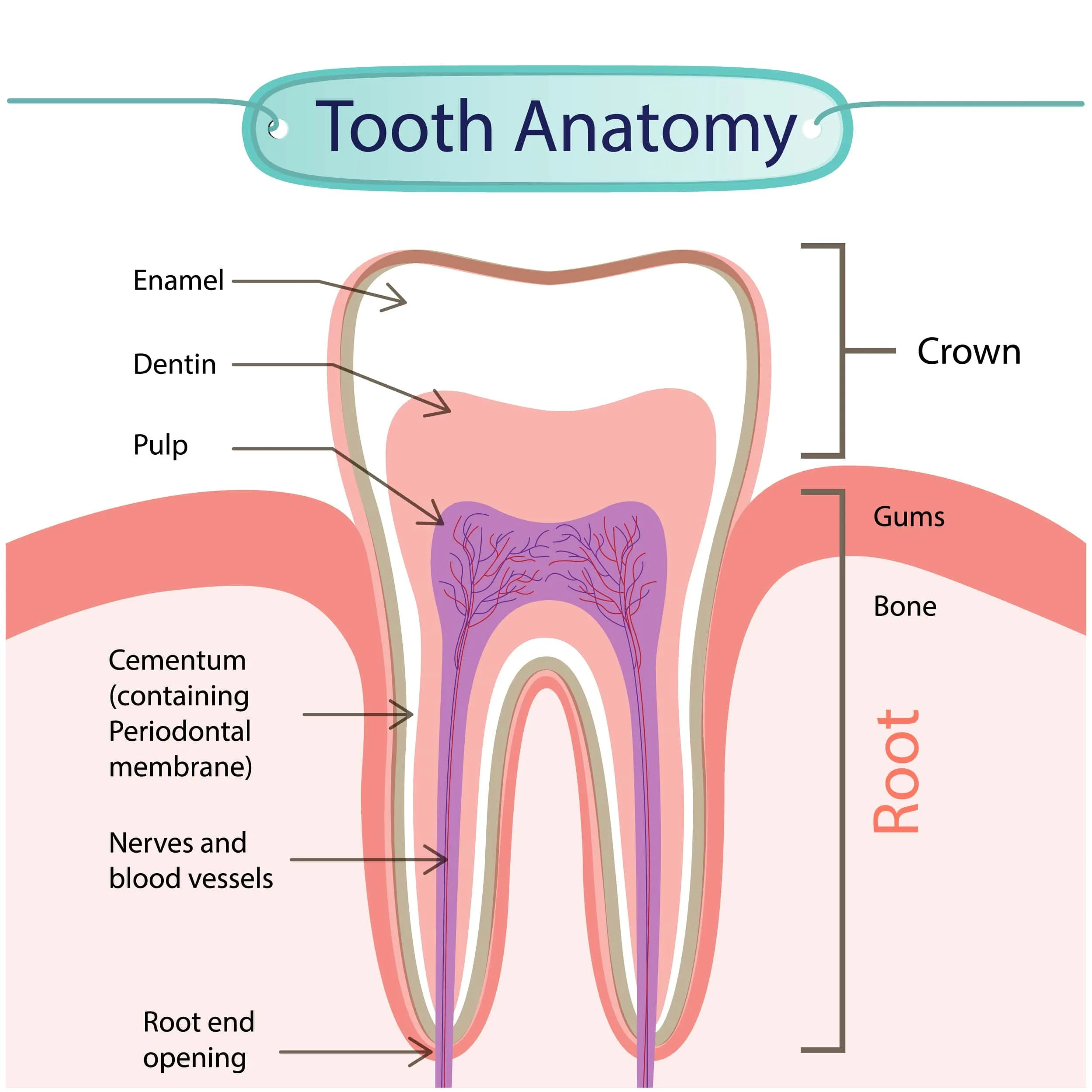 The Anatomy Of Your Teeth