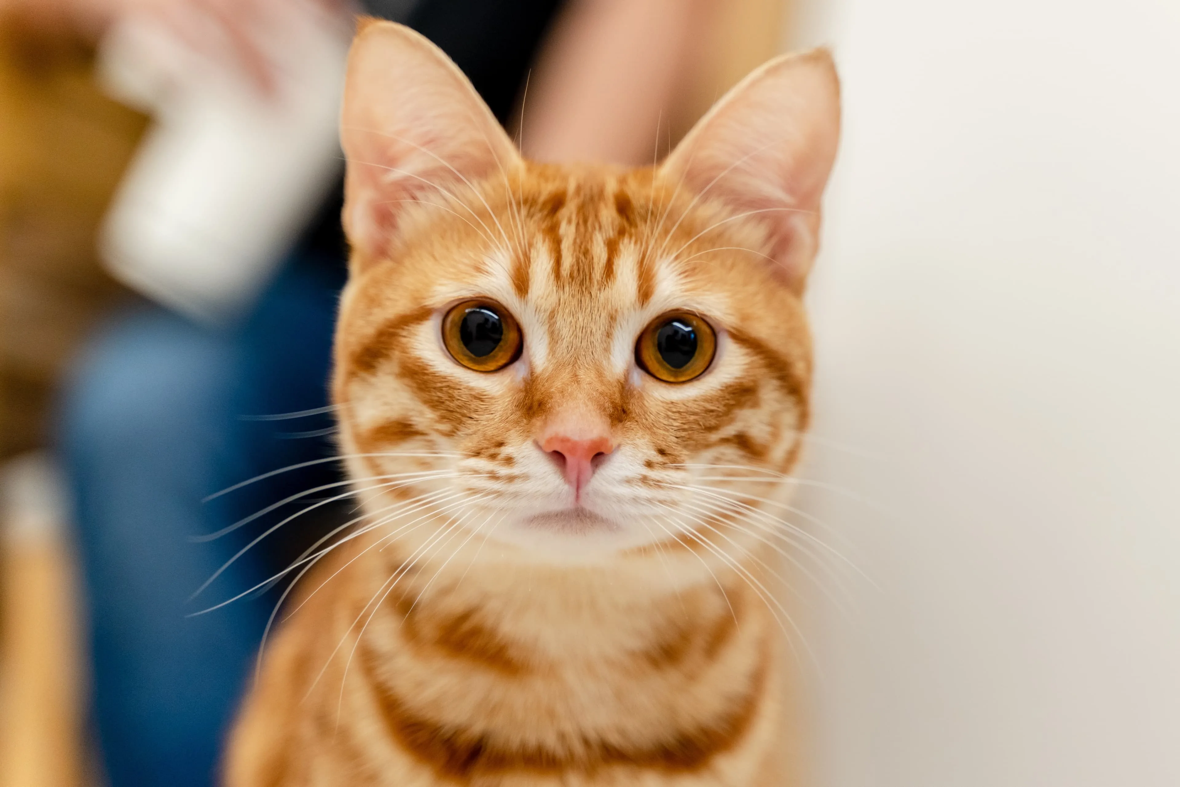The Best Orange Cat Names Unique Orange Cat Names