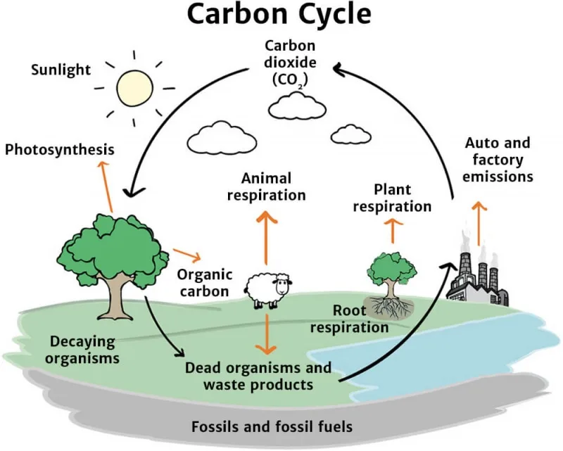 The Carbon Cycle Knowledge Bank Solar Schools