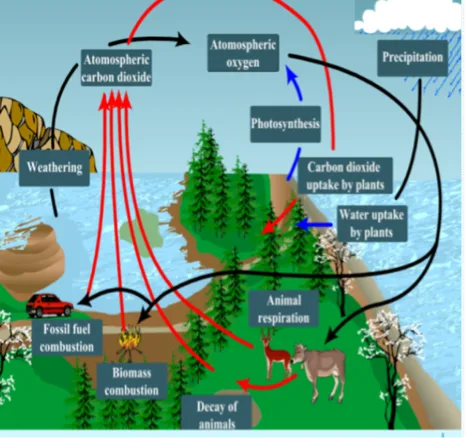 The Carbon Oxygen Nitrogen And Water Cycles The Arctic