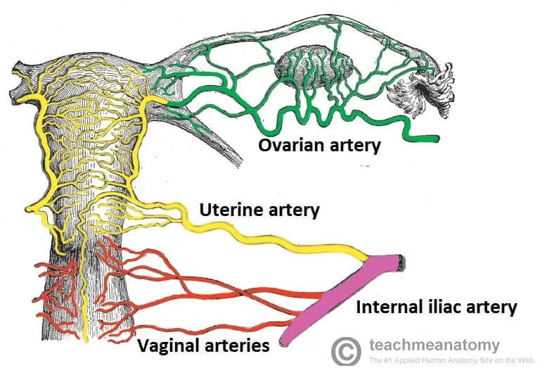 The Cervix Structure Function Vascular Supply Teachmeanatomy