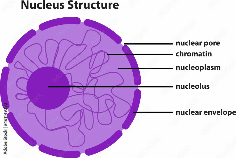 The Diagram Of Nucleus Structure Stock Vector Adobe Stock