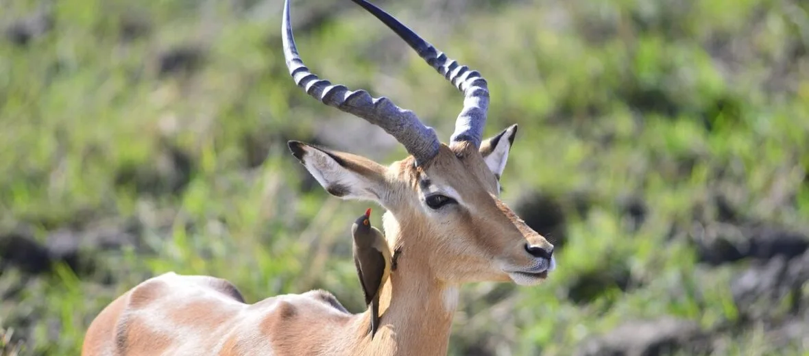 The Graceful Impala Critter Science