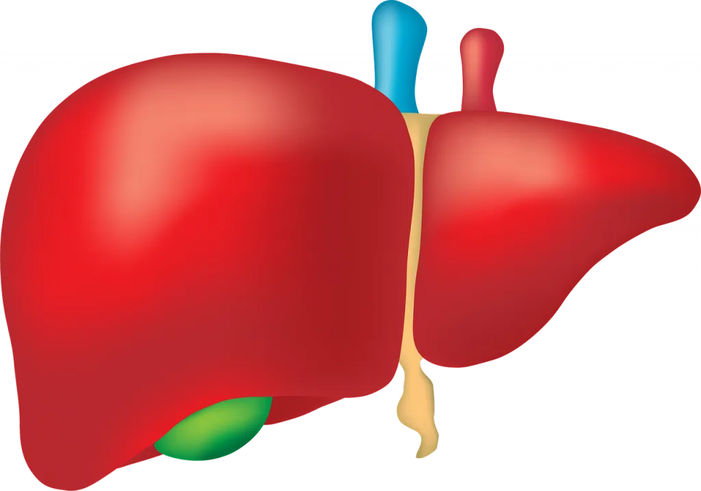 The Human Liver Science Wiz Kids