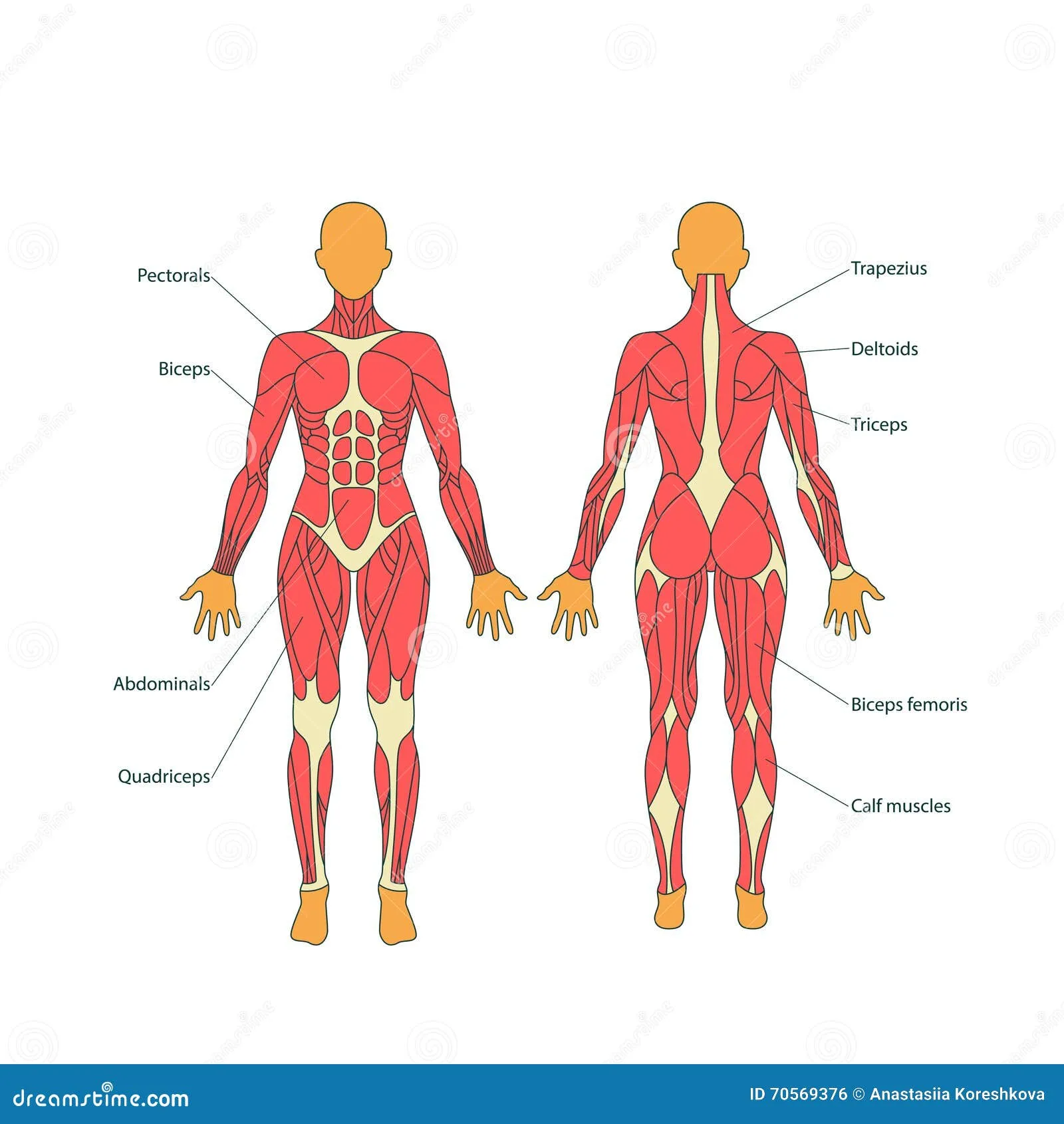 The Human Skeleton With Muscles