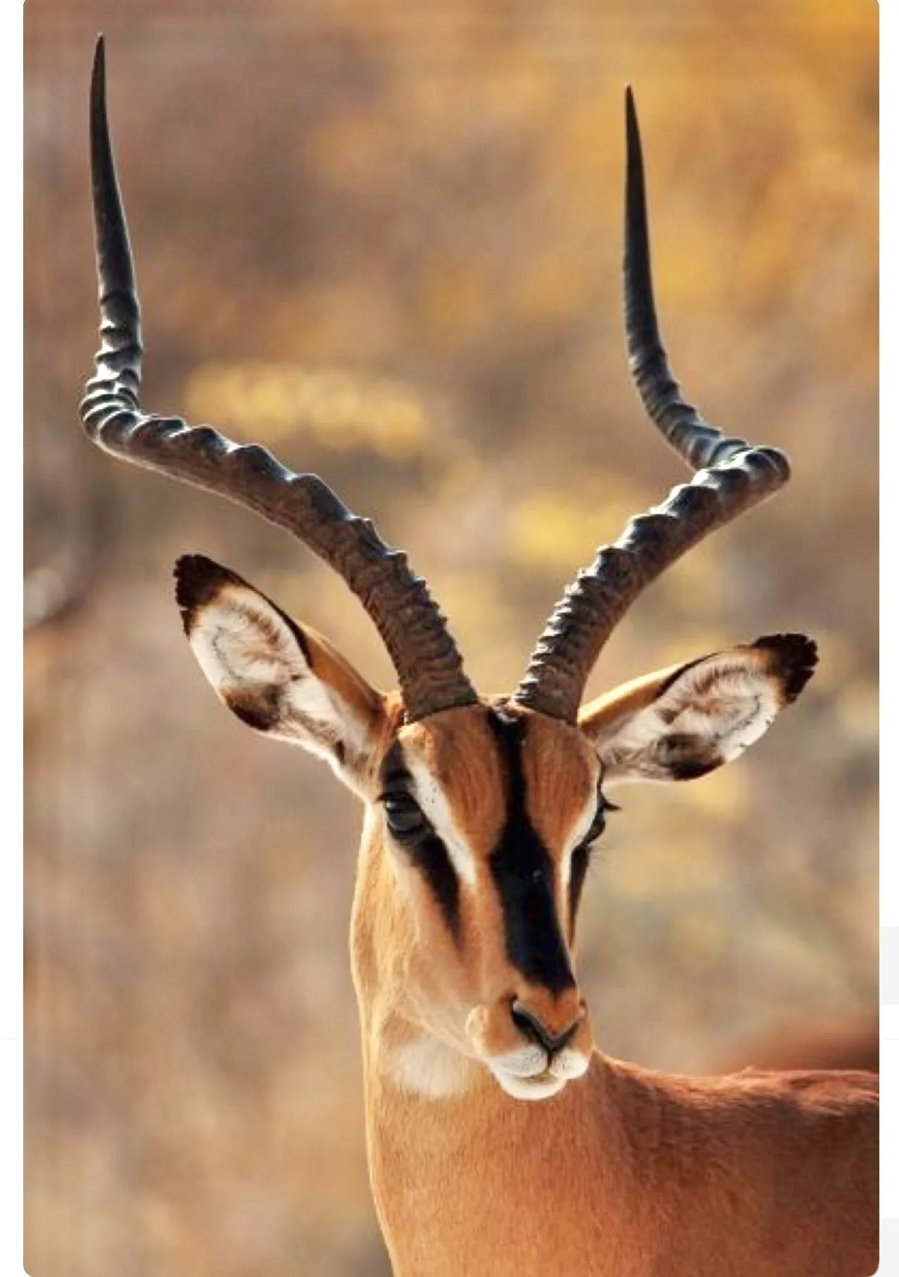 The Impala Aepyceros Melampus Is A Medium Sized Antelope Found In Eastern And Southern Africa