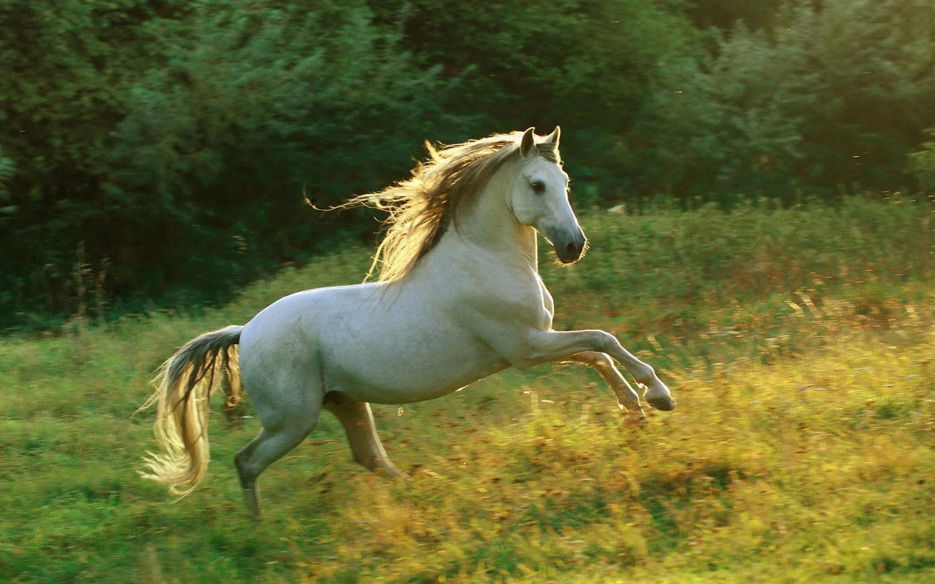 The Parable Of The Lucky Horse