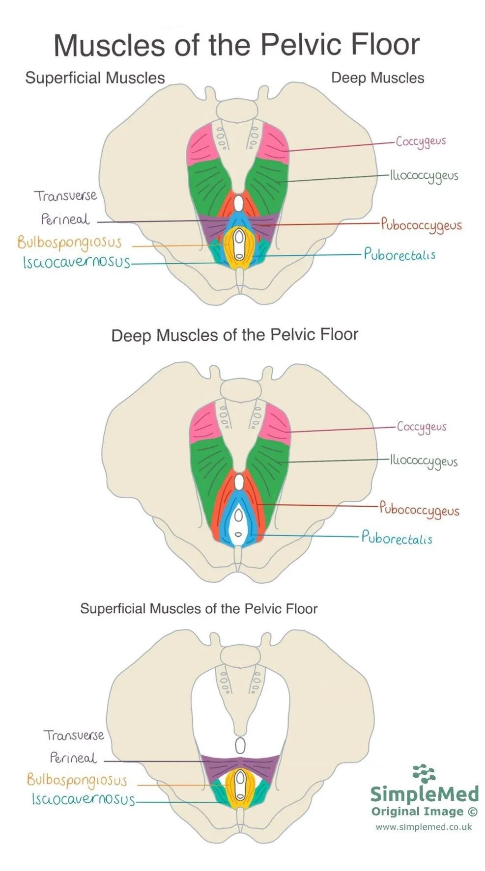 The Pelvic Floor Artofit