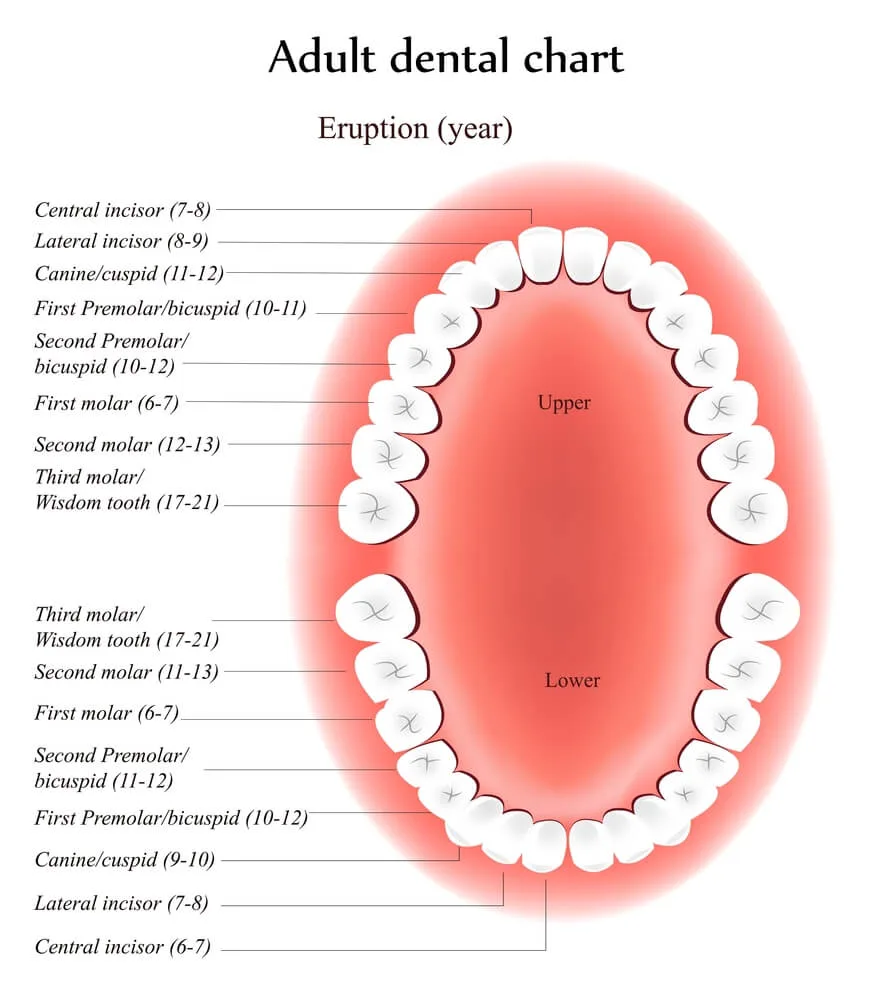 The Purpose Of Teeth Dr Kevin Sands