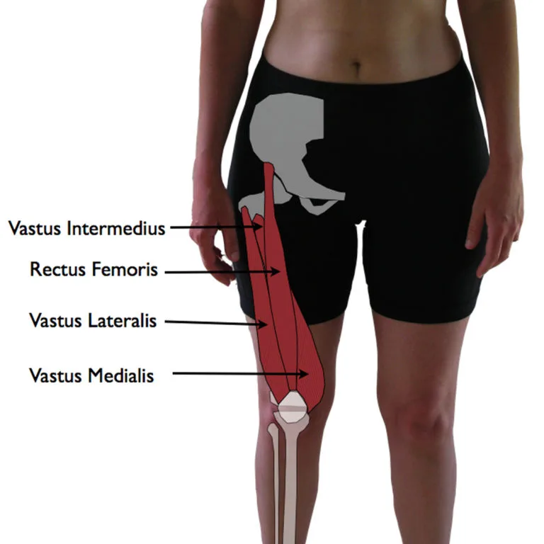 The Quadriceps Muscle Anatomy Location Function Exercise Injury