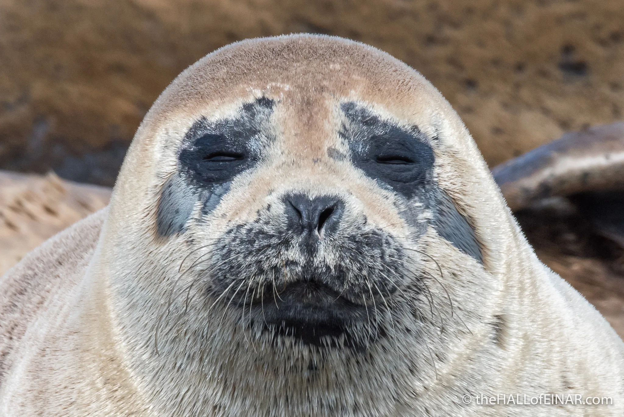 The Seal Of Approval The Hall Of Einar