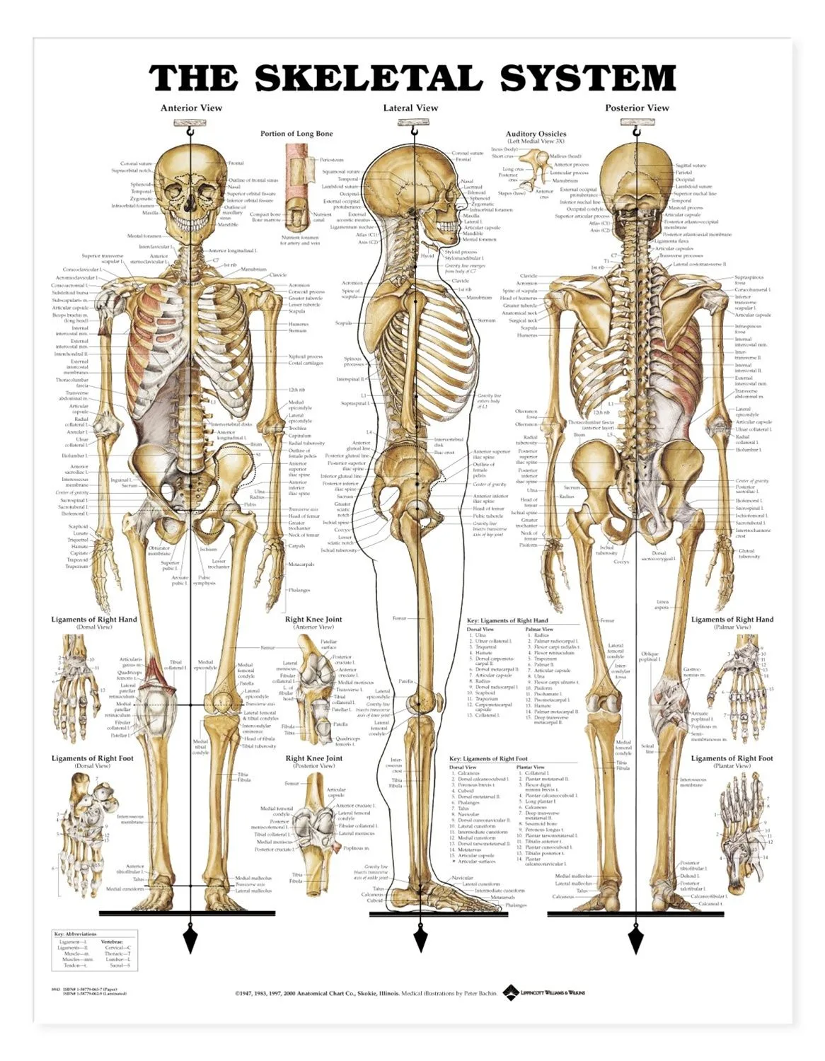 The Skeletal System Anatomical Chart Poster Laminated 9781587790621 Edtech Masculiniti