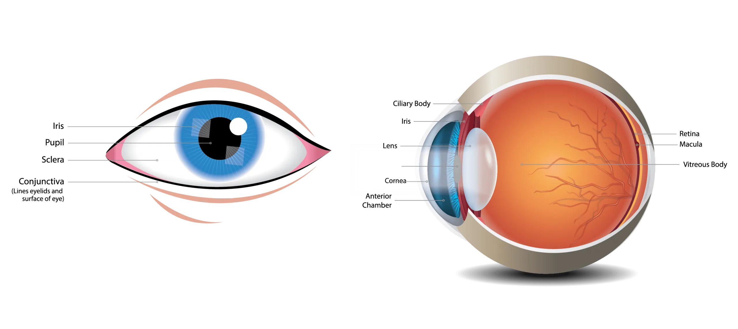 The Structure Of An Eye With All Parts Labeled