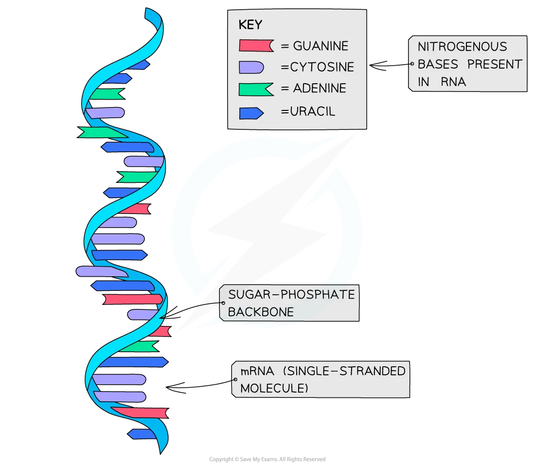 The Structure Of Rna Cie As Biology Revision Notes 2025