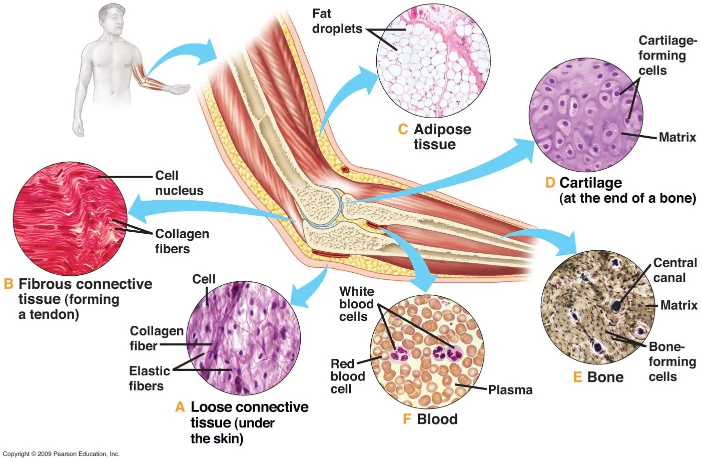 The Three Diagram Of Connective Tissue Dense Connective Tiss