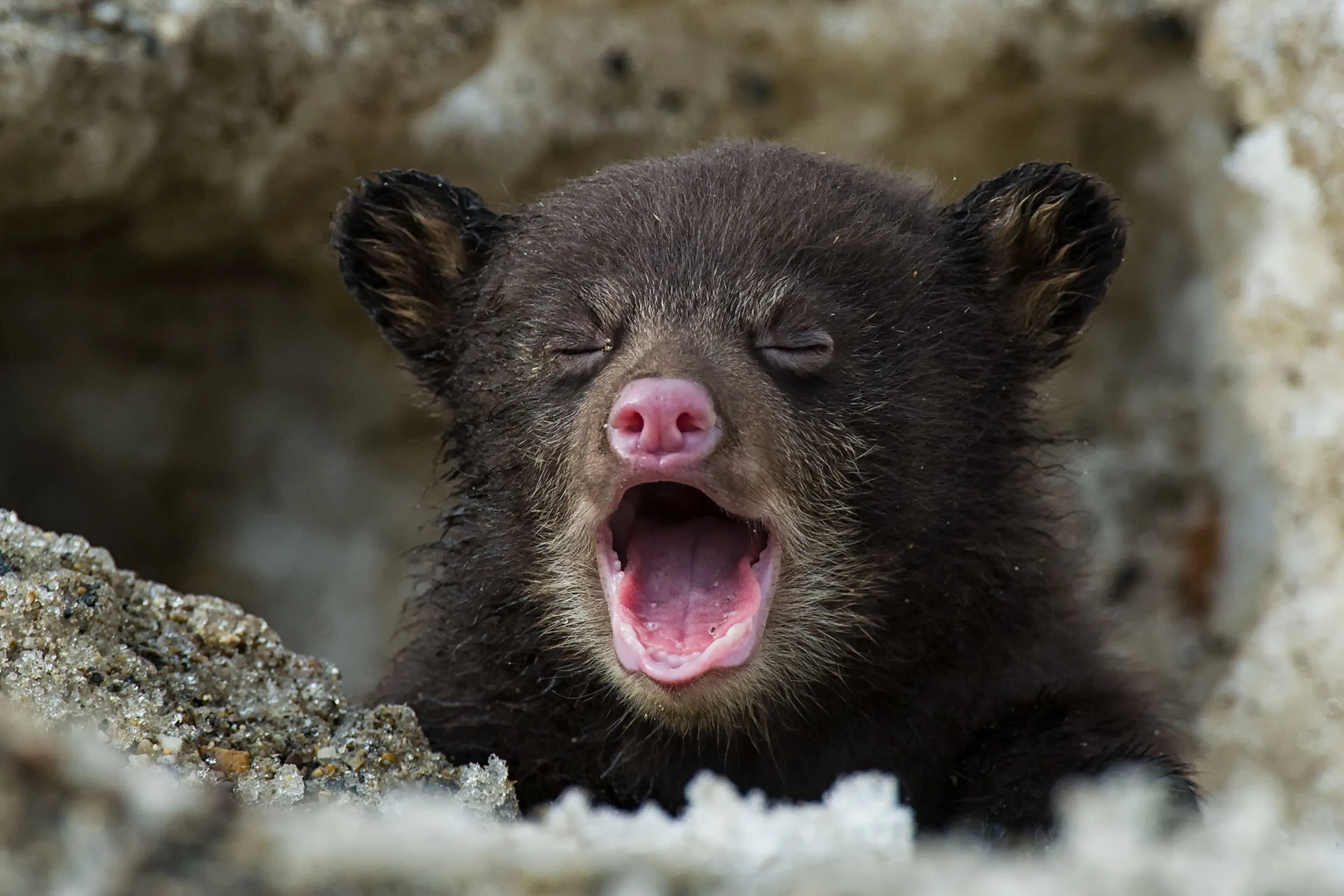 These Real Life Bear Cubs Are All Winners