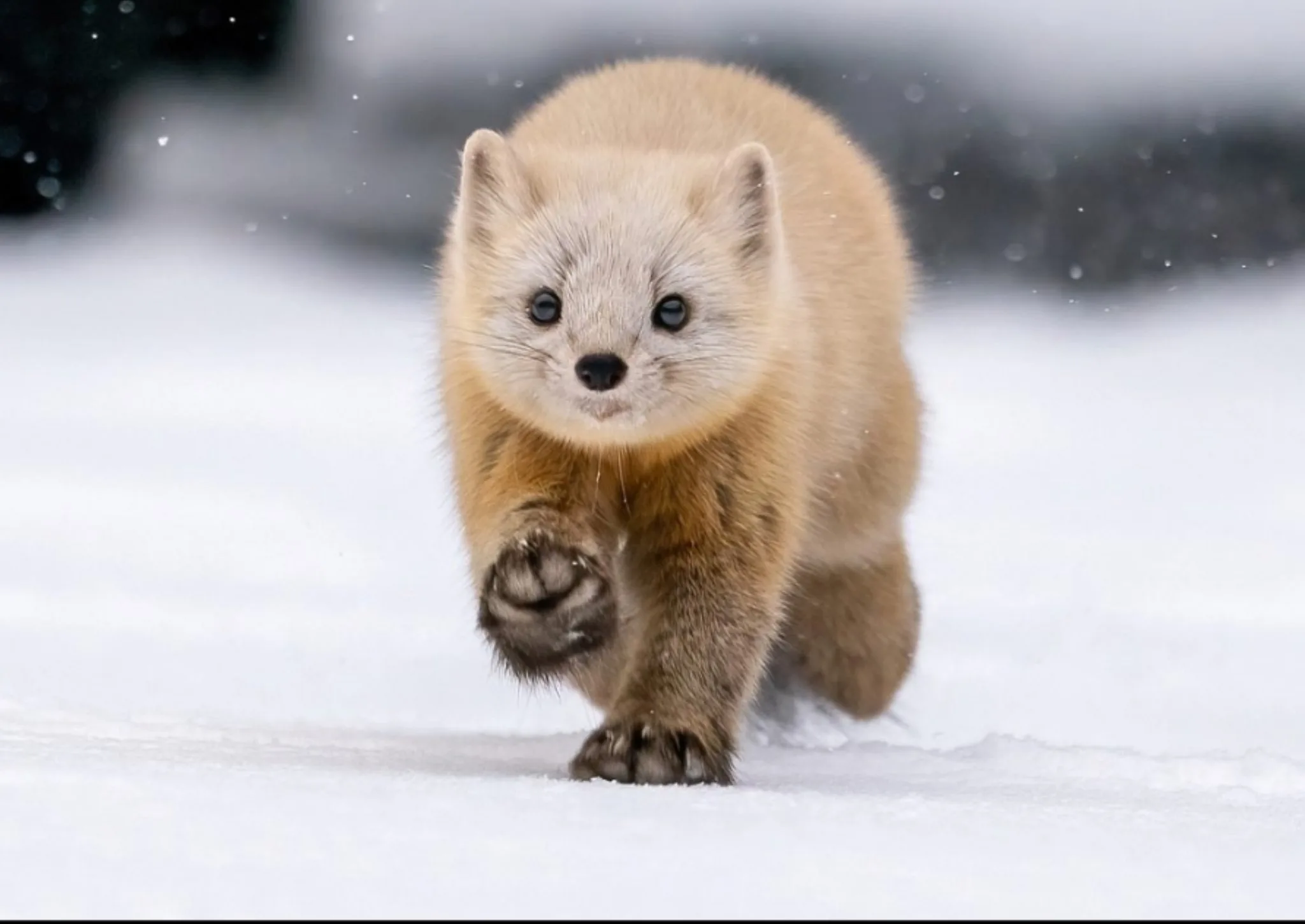 This Sleek Furry Creature Is The Japanese Sable A Species Of Marten That Inhabits The Conifer