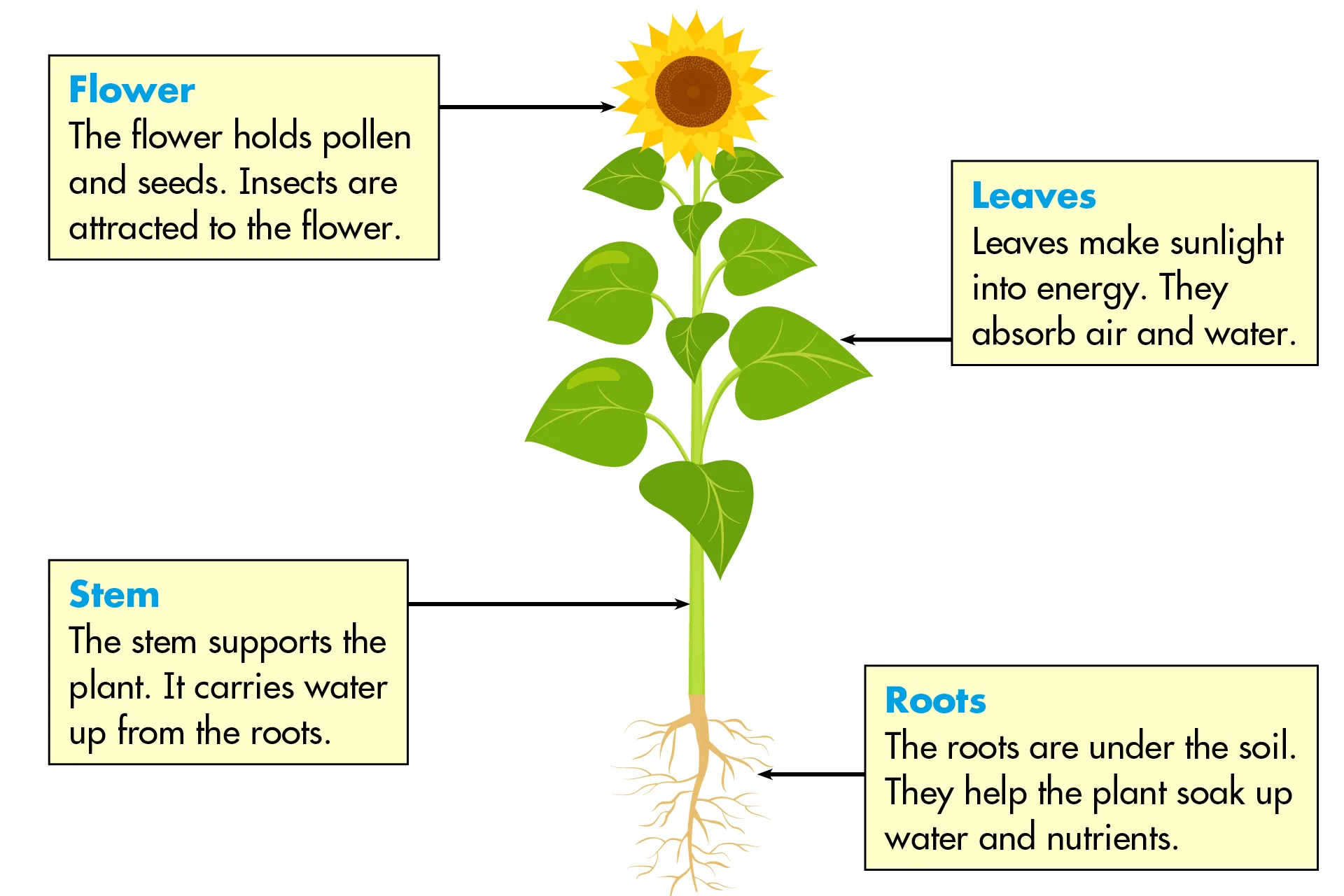 Time For Kids Parts Of A Plant