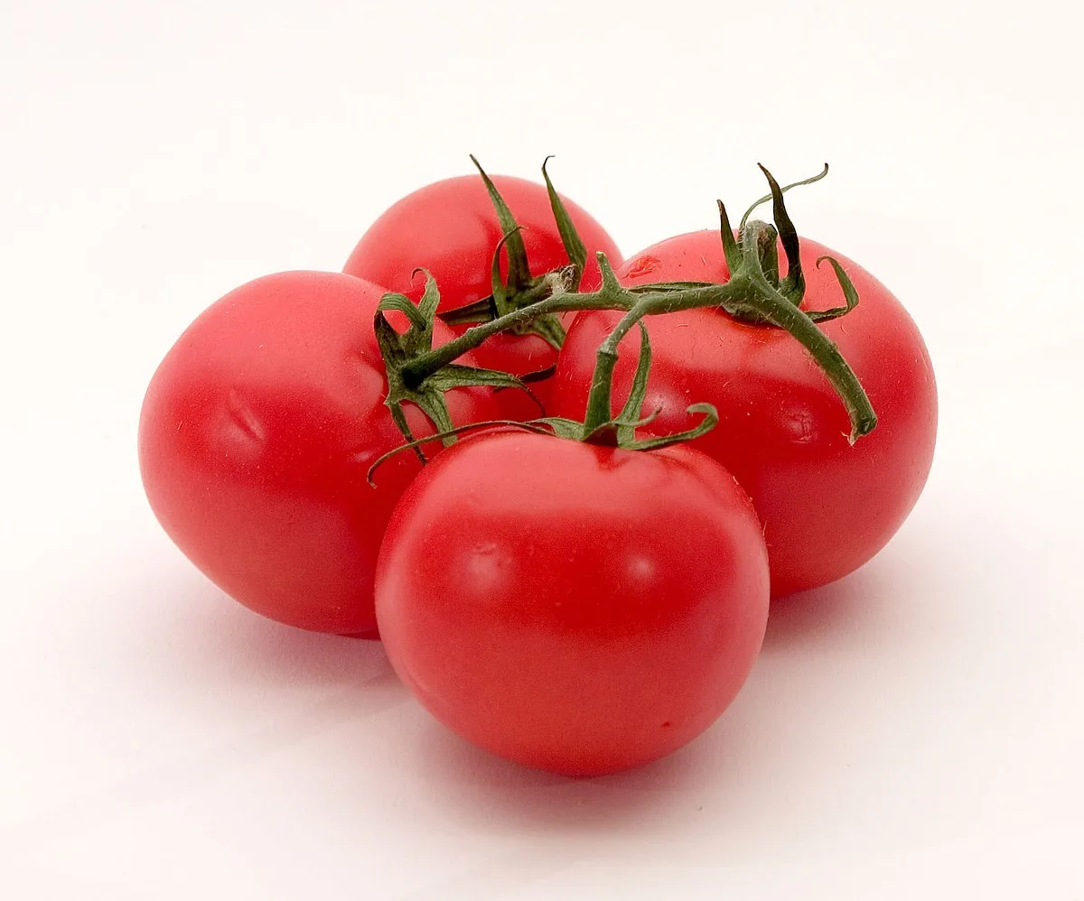 Tomato Wikipedia