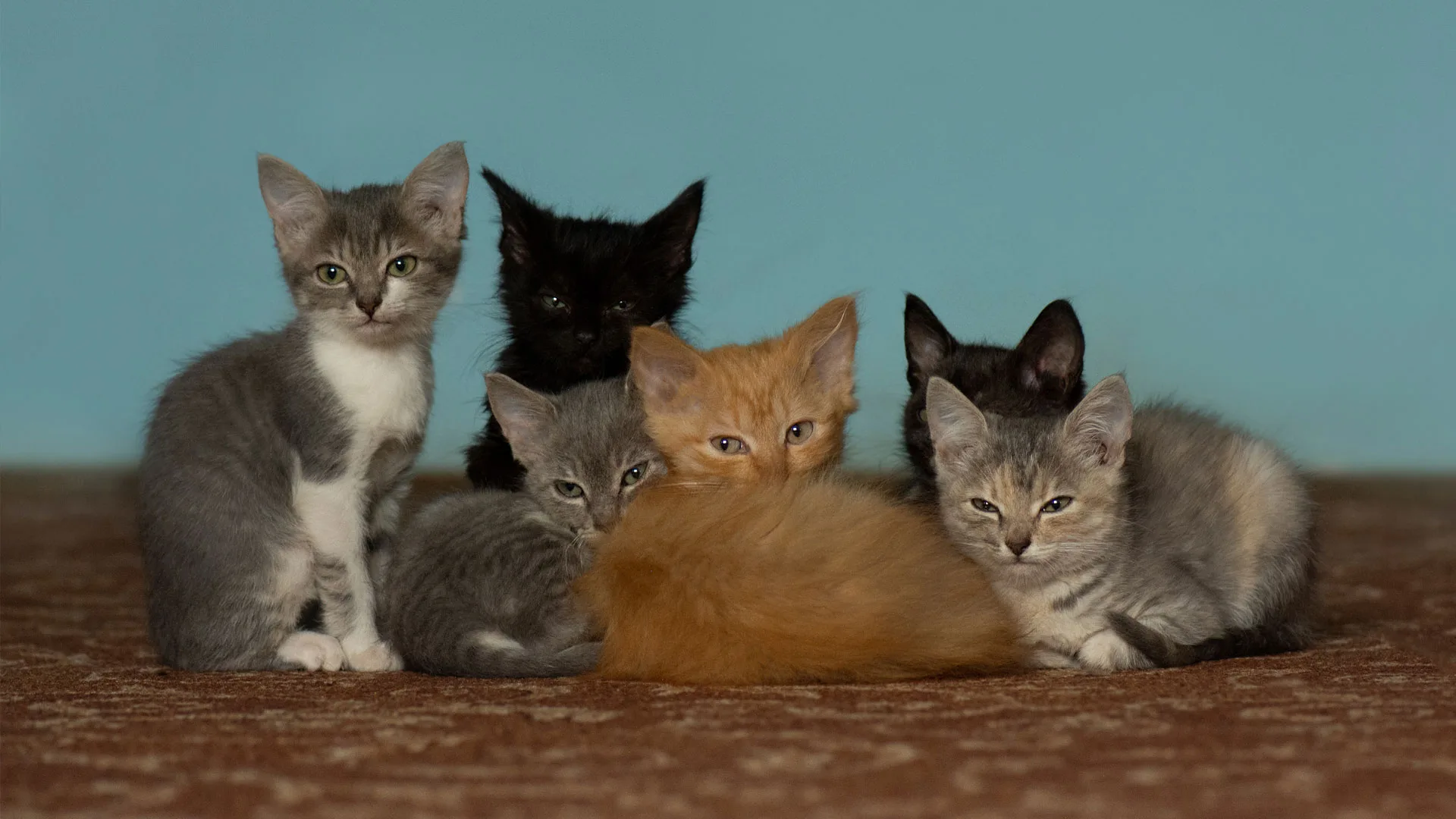 Top Ten Most Common Cat Breeds Design Talk