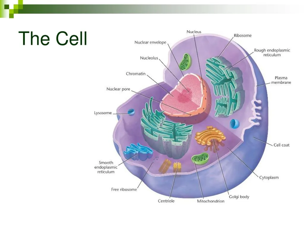 Topic 1 Cell Biology 1 1 Introduction To Cells Ppt Download