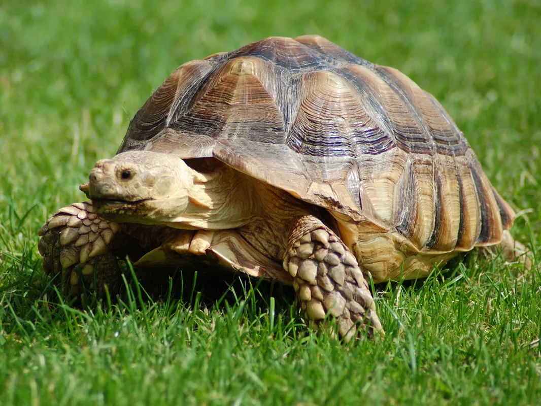 Tortoises