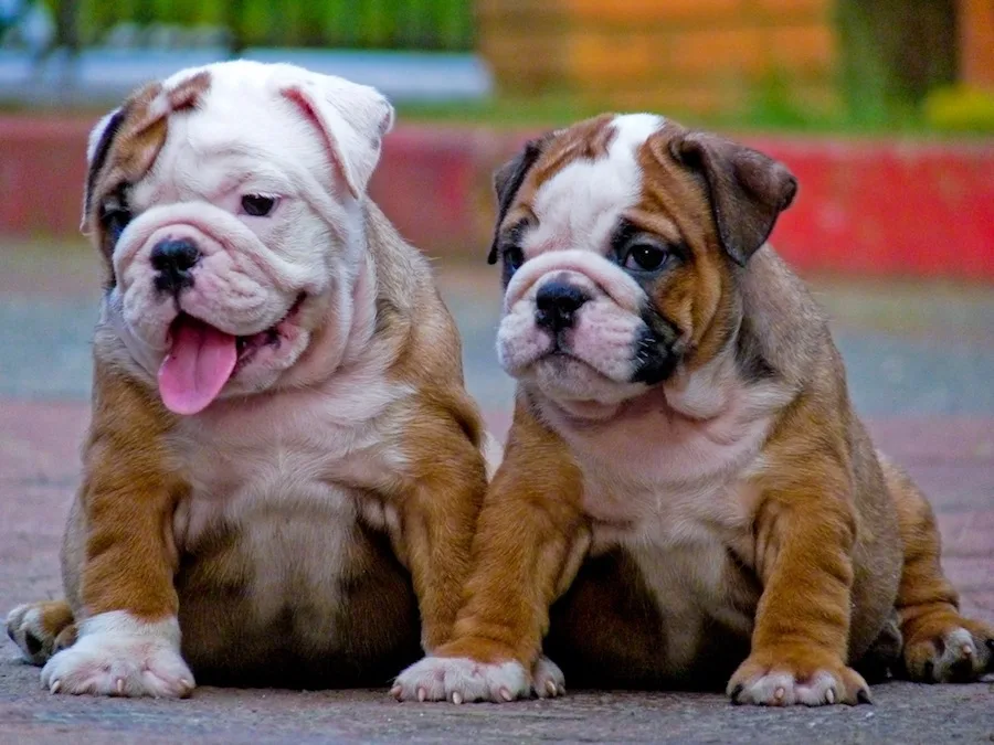 Toy Bulldog Dog Breed Standards