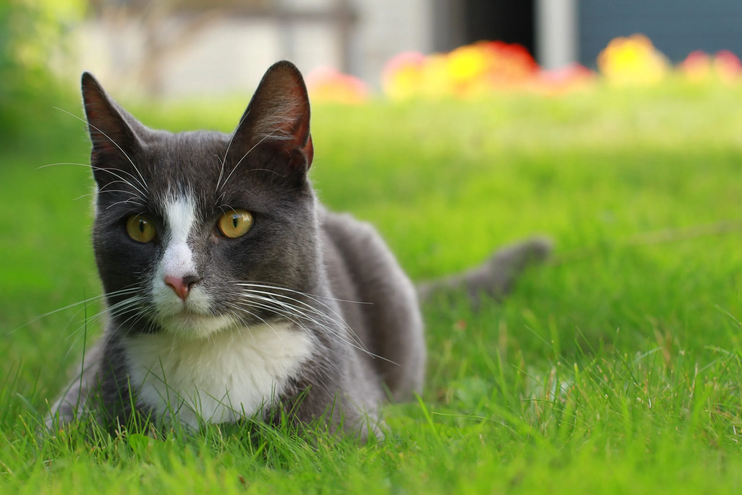 Training For Cats Cat Behavior Tucson Animal Hospital