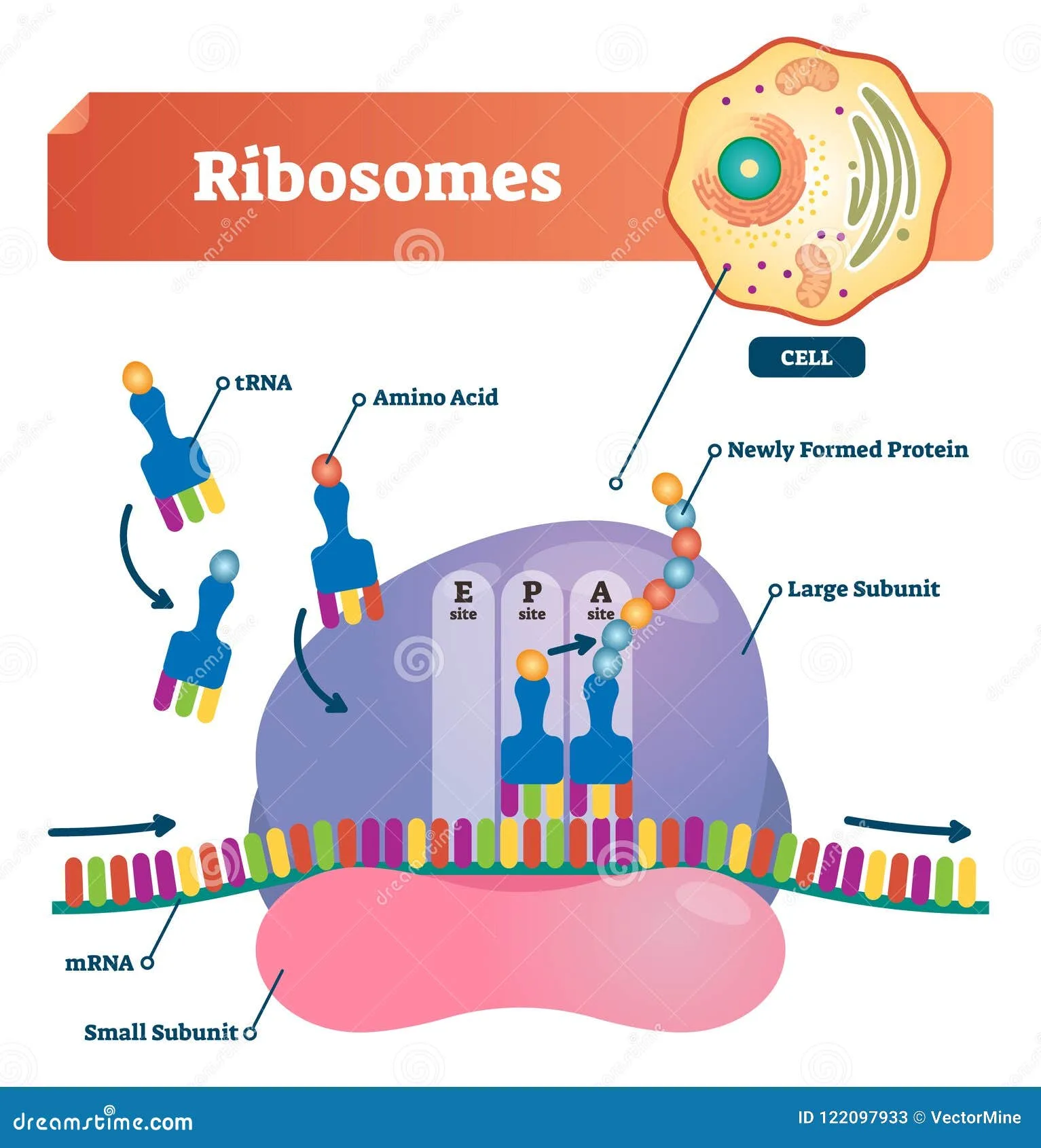 Transfer Rna Diagram