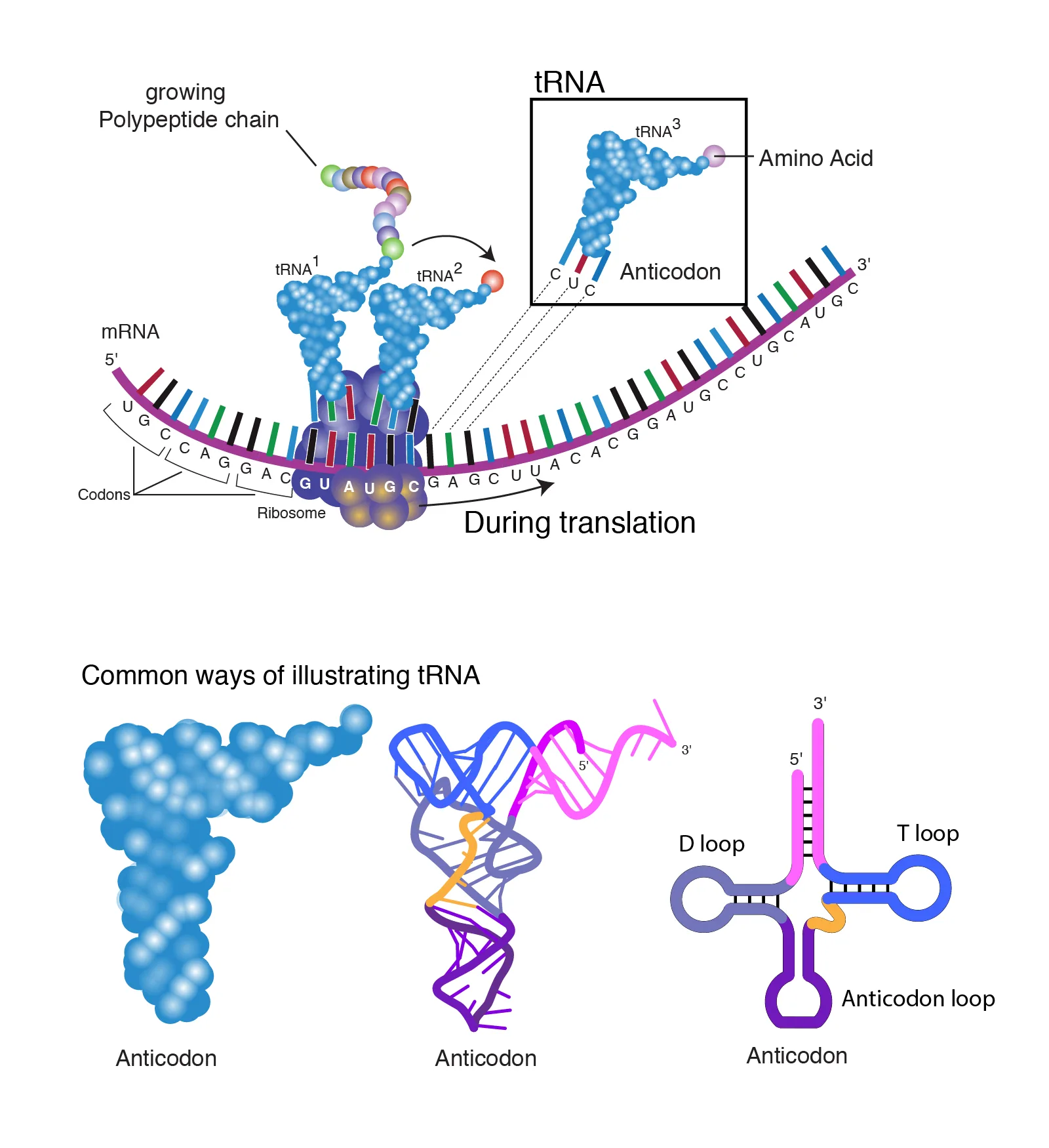 Transfer Rna Trna