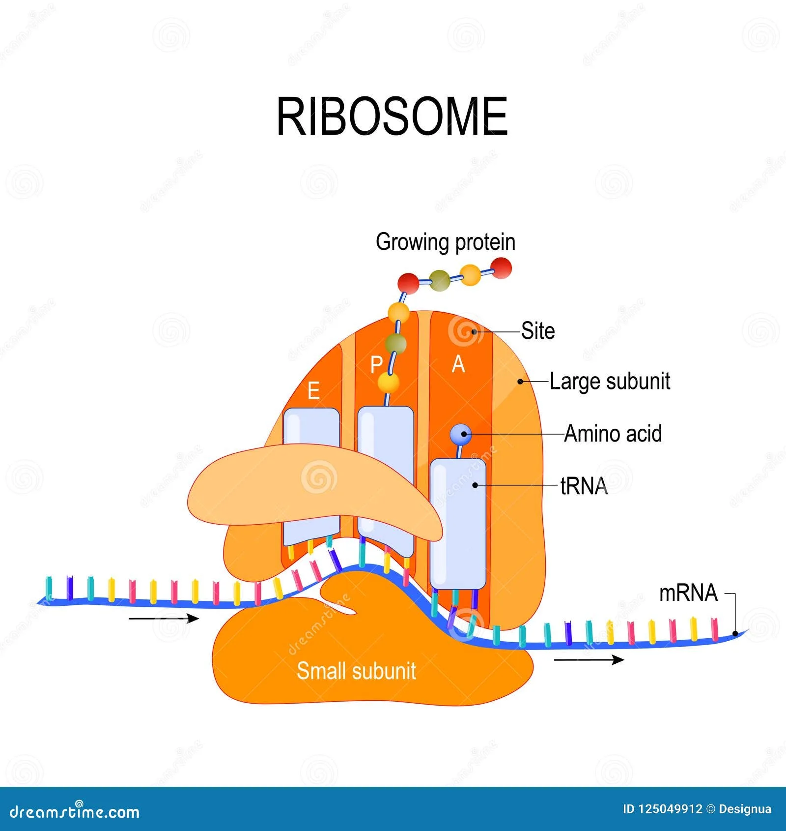 Translation Biological Protein Synthesis Cartoon Vector 108392805