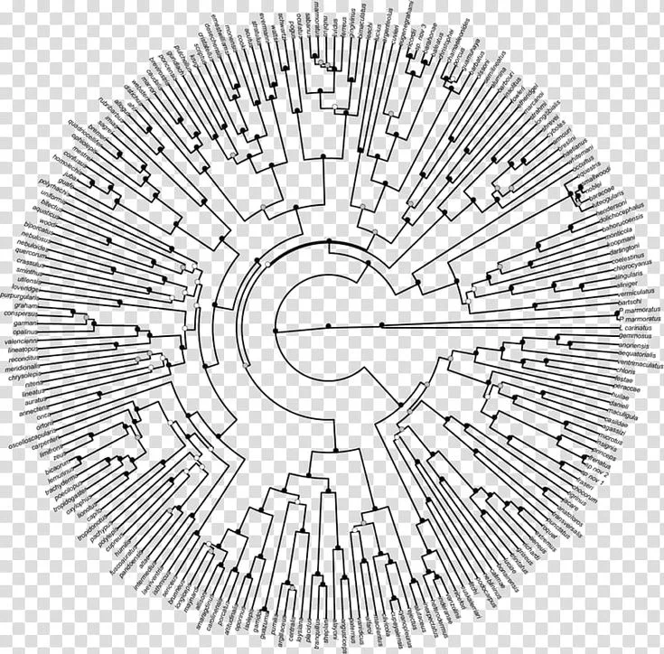 Tree Of Life Phylogenetic Tree Phylogenetics Clade Diagram Evolution Biology Circle