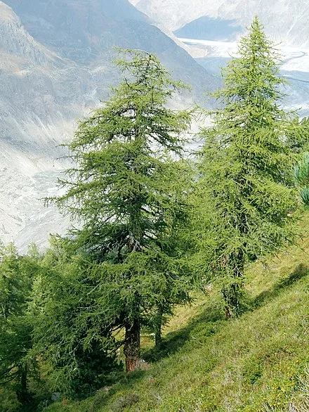 Tree Wikipedia